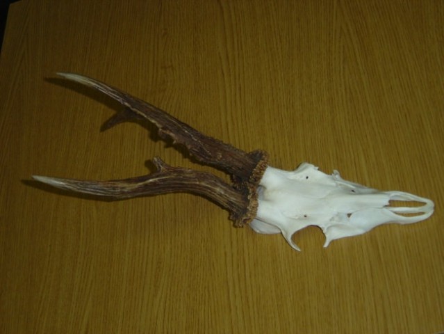 Uplenjen dne 06.08.2005 ob 20.30 uri

Višina 22.5 cm
Teža 320g