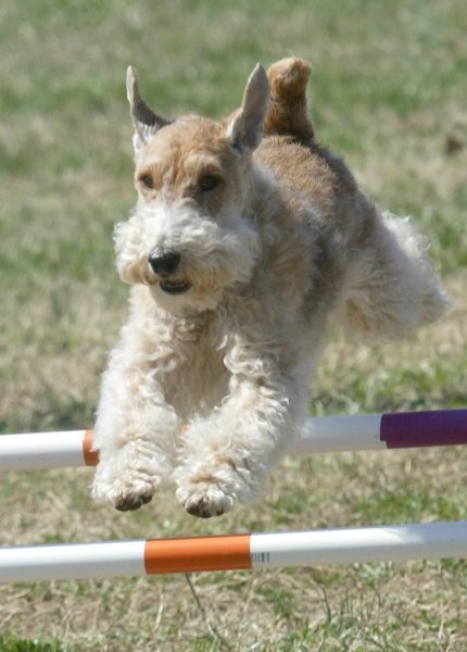 Agility - foto povečava