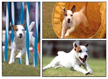 Agility - foto povečava