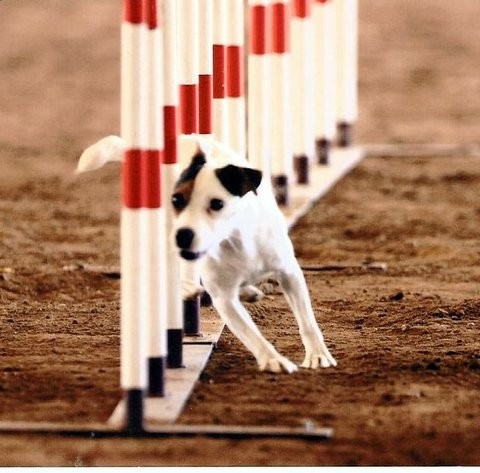 Agility - foto