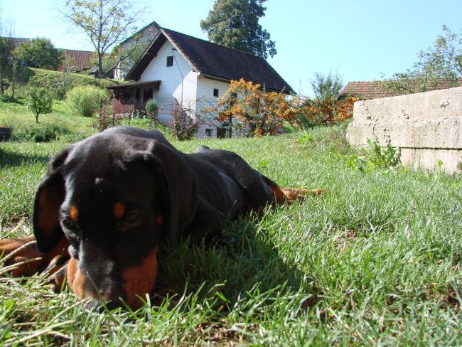 Ozzy 27.8.07 - foto povečava