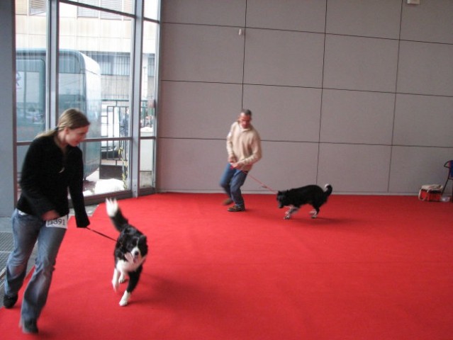 Specialka SKBOP in CACIB LJ 2008 - foto