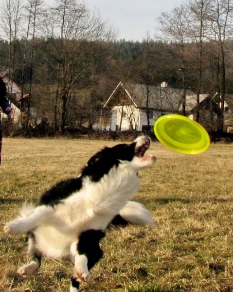 Ula in frizbi - foto povečava