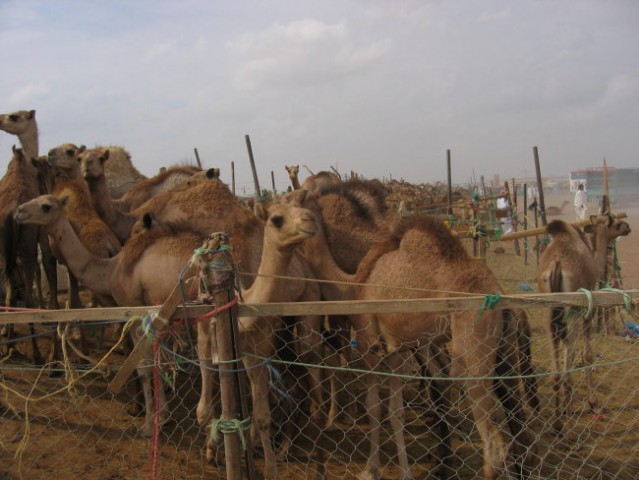 Dubai, Abu Dhabi, Al Ain - foto