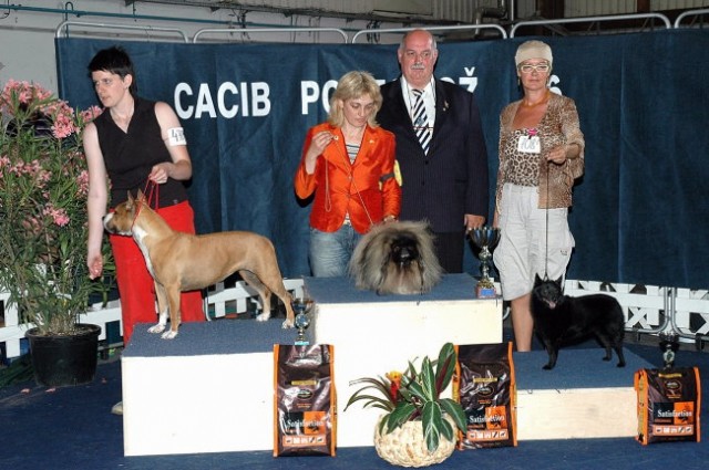 2006-06 CACIB Portorož, BIS veterani 3.