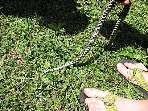 Poletni tabor - Obljubljena dežela - foto povečava