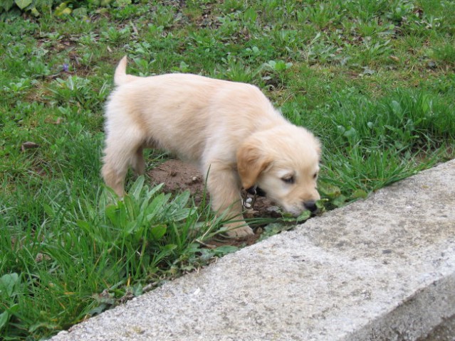 Ella - foto