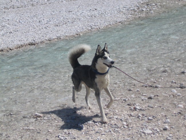 Gal - foto povečava