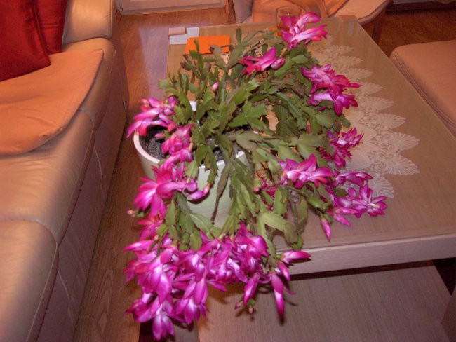 moj kaktus november 2007