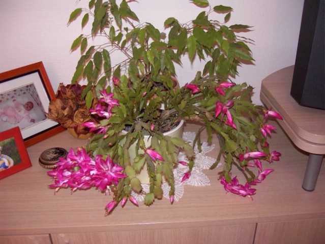  moj kaktus november 2007