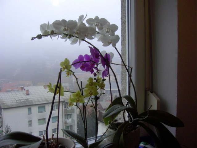 Orhideje v cvetu 01/08 (3 leta)