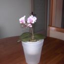 Mini orhideja cveti 01/08 (1 leto)