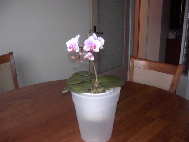 Mini orhideja cveti 01/08 (1 leto)