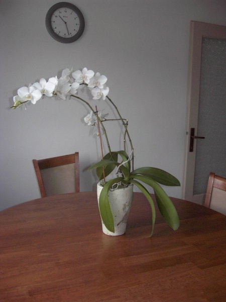 Orhideja v cvetu 01/08 (2 leti)
