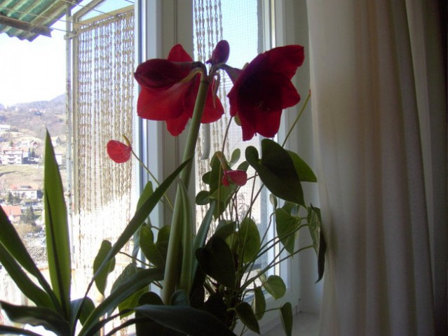 Amarilis cveti 4. leto