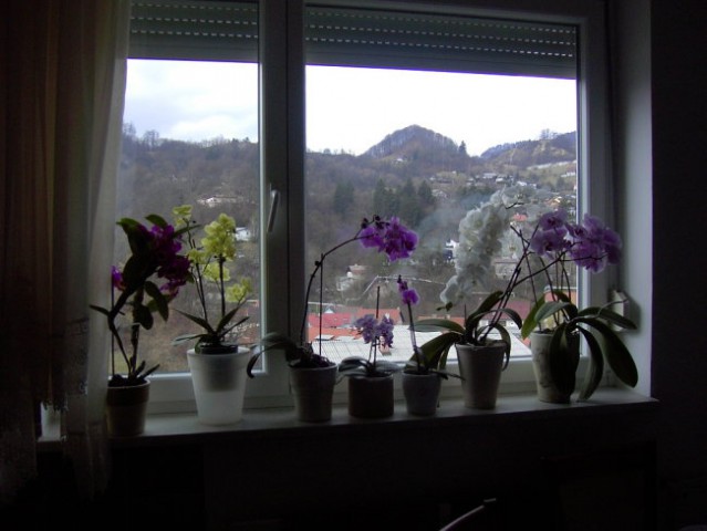 Moje orhideje še kar cvetijo