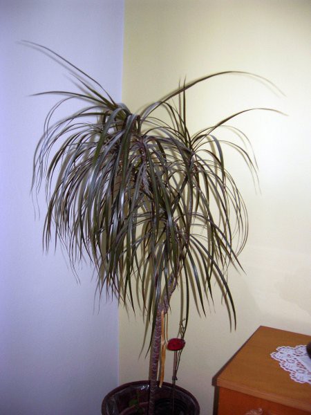 Dracena