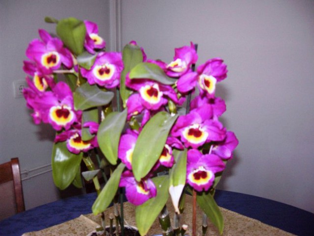 Še ena orhideja