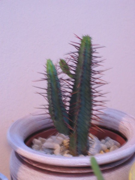 Euphorbia enopla