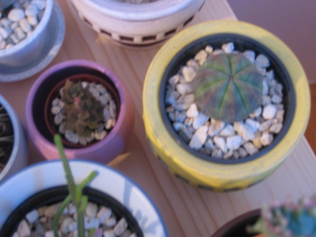 Euphorbia obesa in dlakasti anakampseros