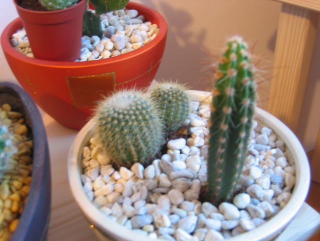 Stetsonia coryne in dva okrogla kaktusa...